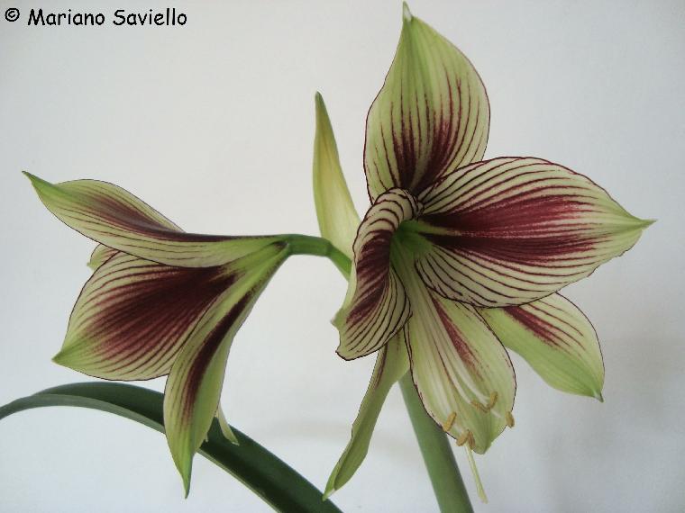 Hippeastrum papilio (c) 2010 by Mariano Saviello.  Reproduced by permission.